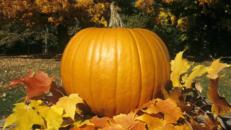 Pumpkin in autumn leaves