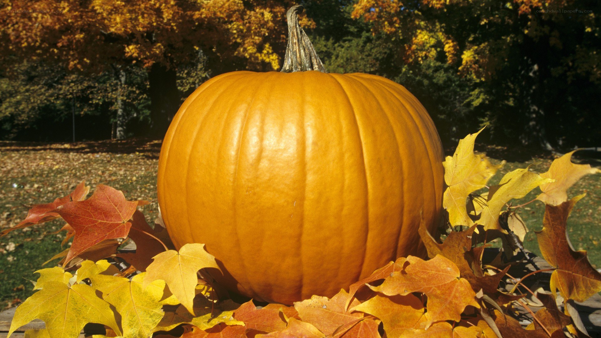 Pumpkin in autumn leaves