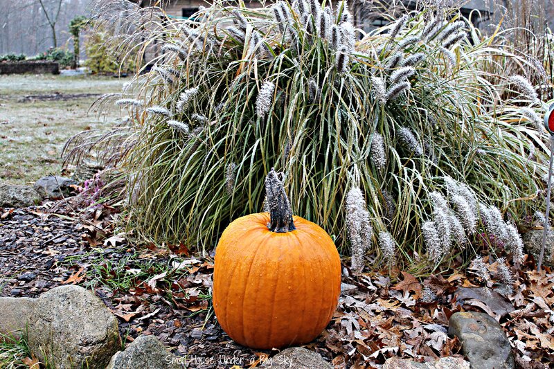 Pumpkin in Frosty Garden