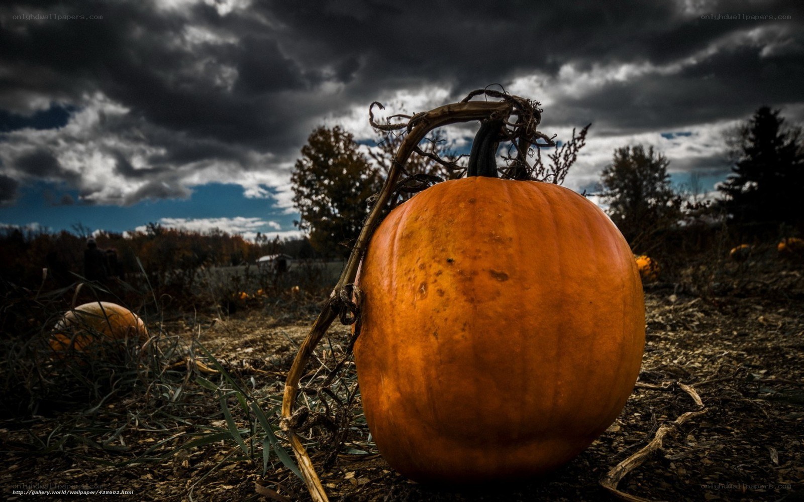 Pumpkin in stormy field