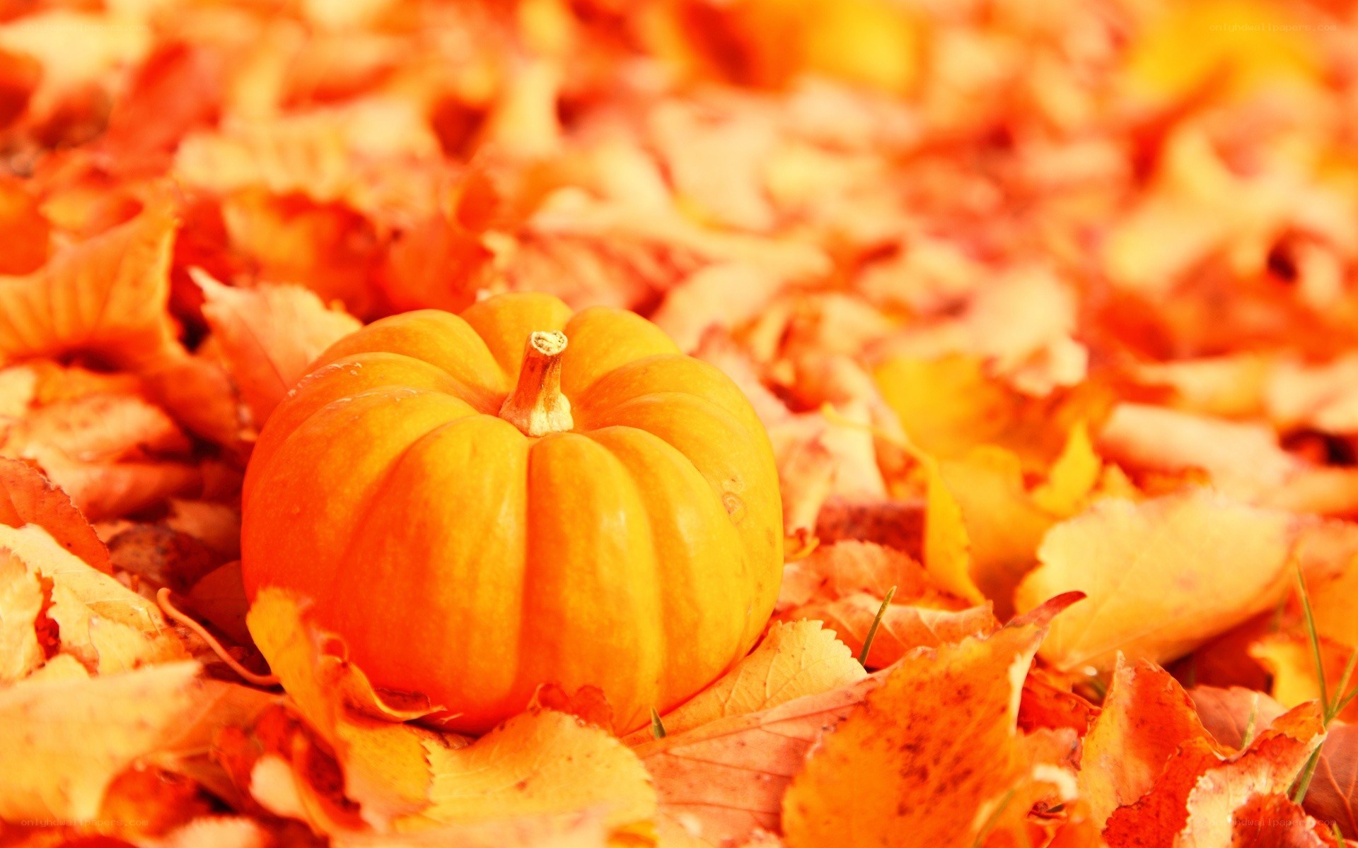 Pumpkin on autumn leaves
