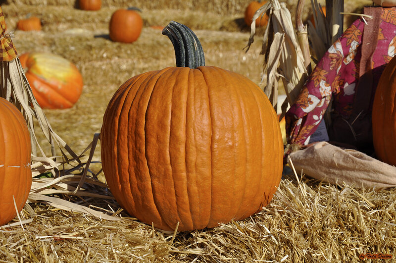 Pumpkin on Hay Bale