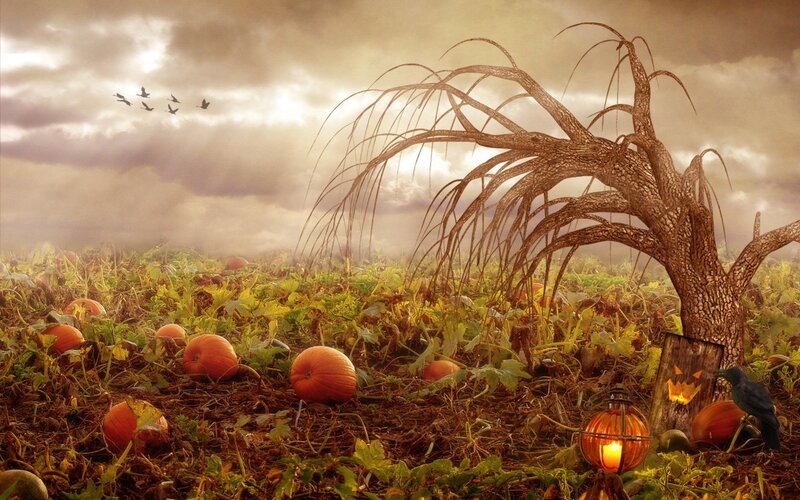 Pumpkin Patch at Dusk — Orange