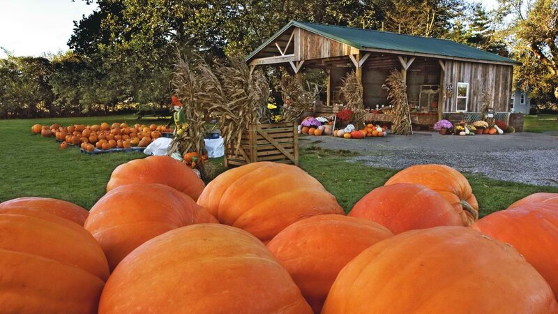 Pumpkin patch at farm stand