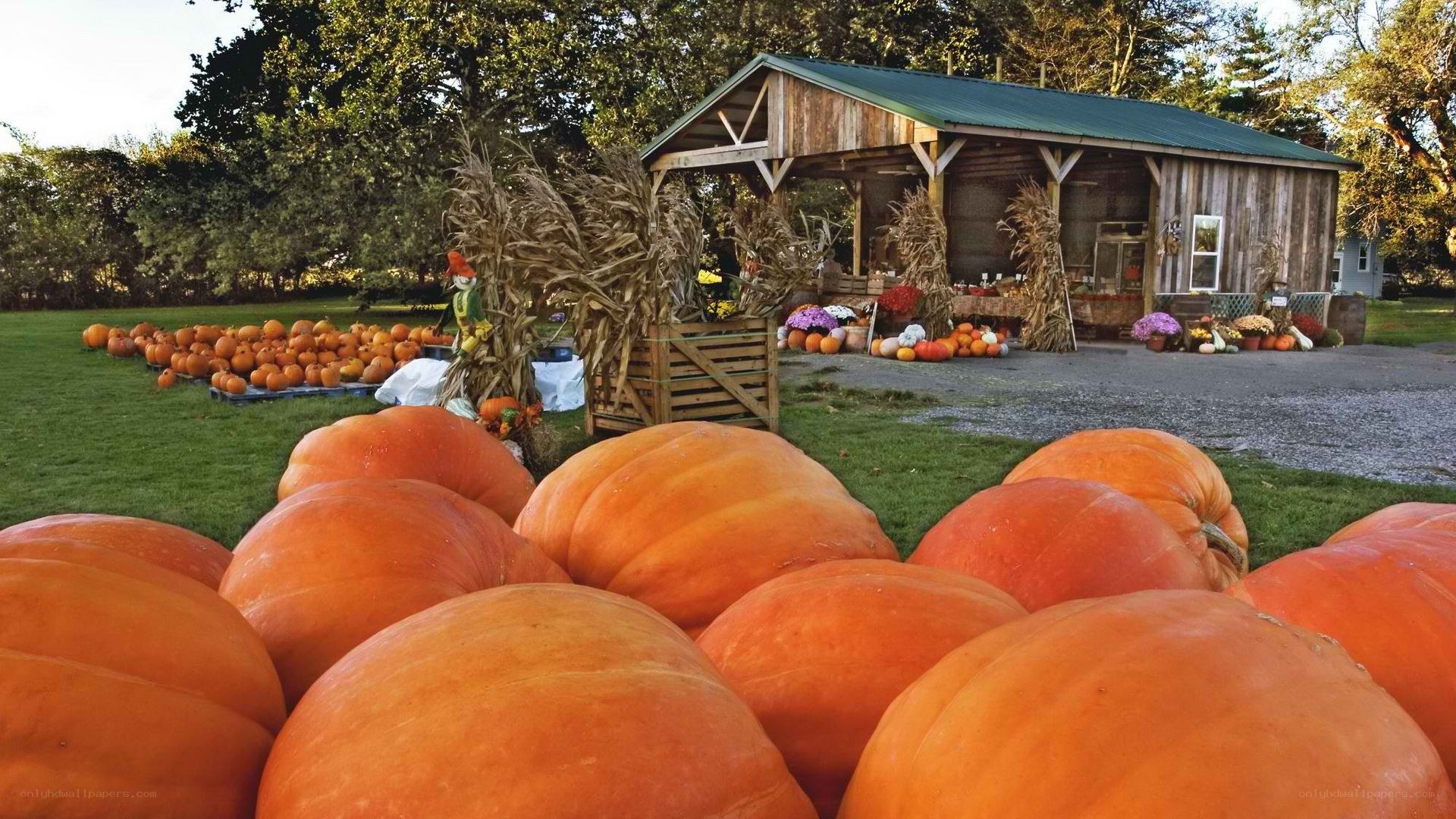 Pumpkin patch at farm stand