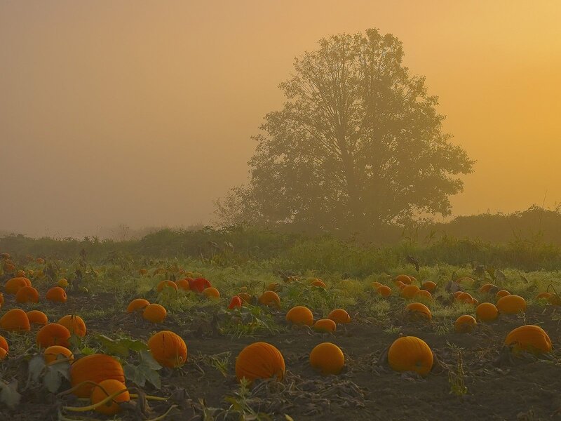 Pumpkin patch at sunrise