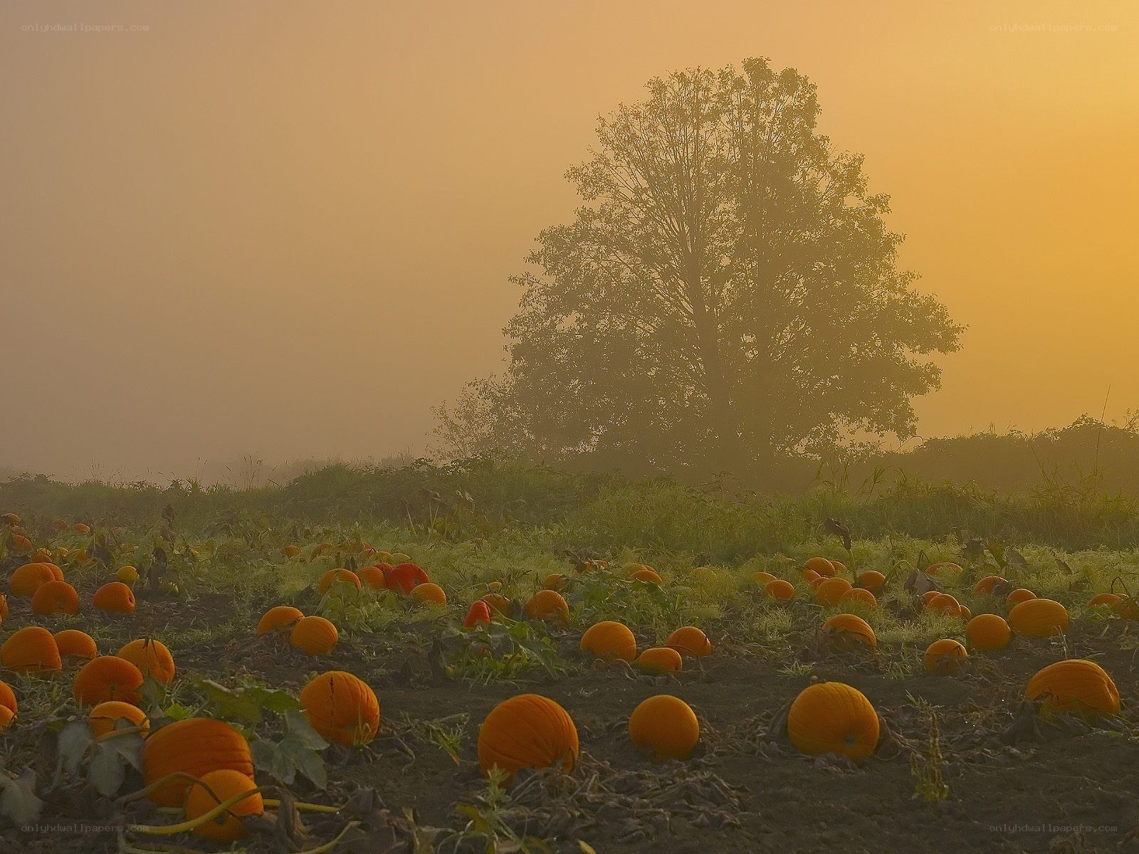 Pumpkin patch at sunrise