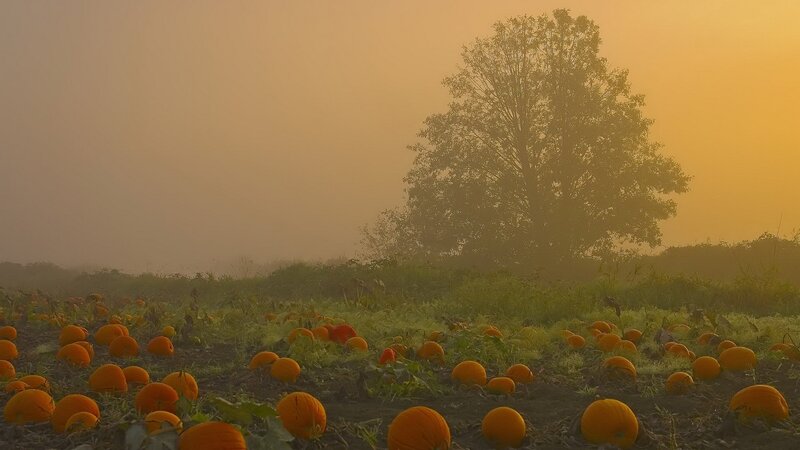 Pumpkin patch at sunrise