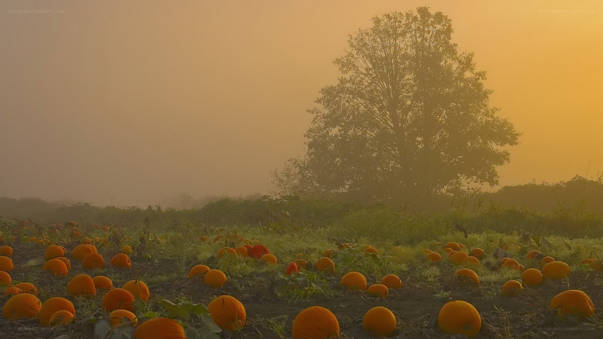 Pumpkin patch at sunrise