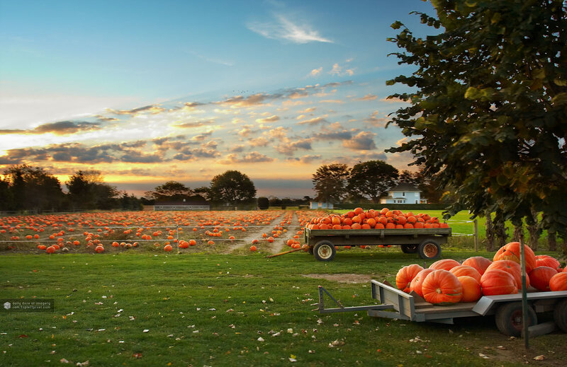 Pumpkin Patch at Sunset — Orange, Serene
