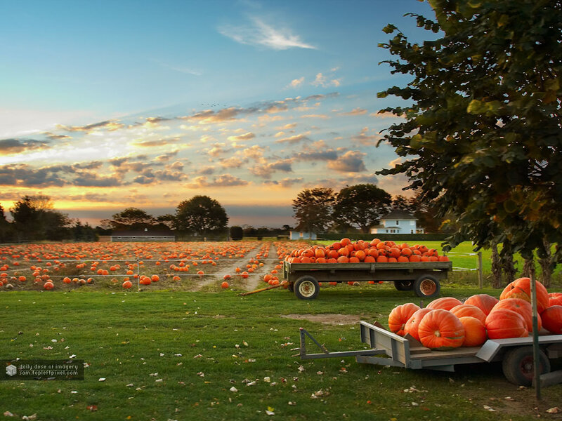 Pumpkin Patch at Sunset — Orange