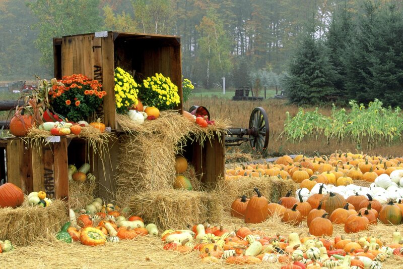 Pumpkin patch display