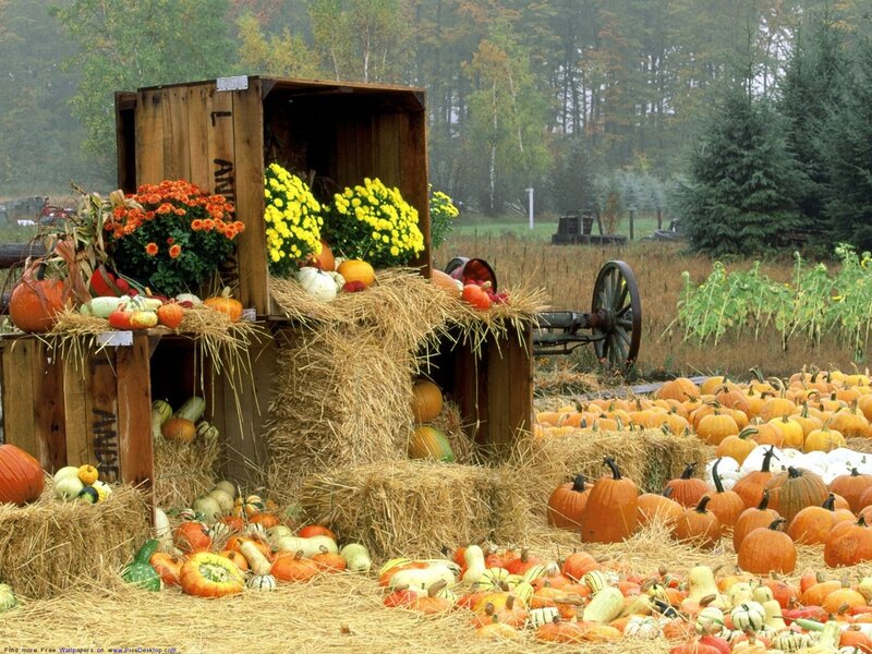 Pumpkin patch display