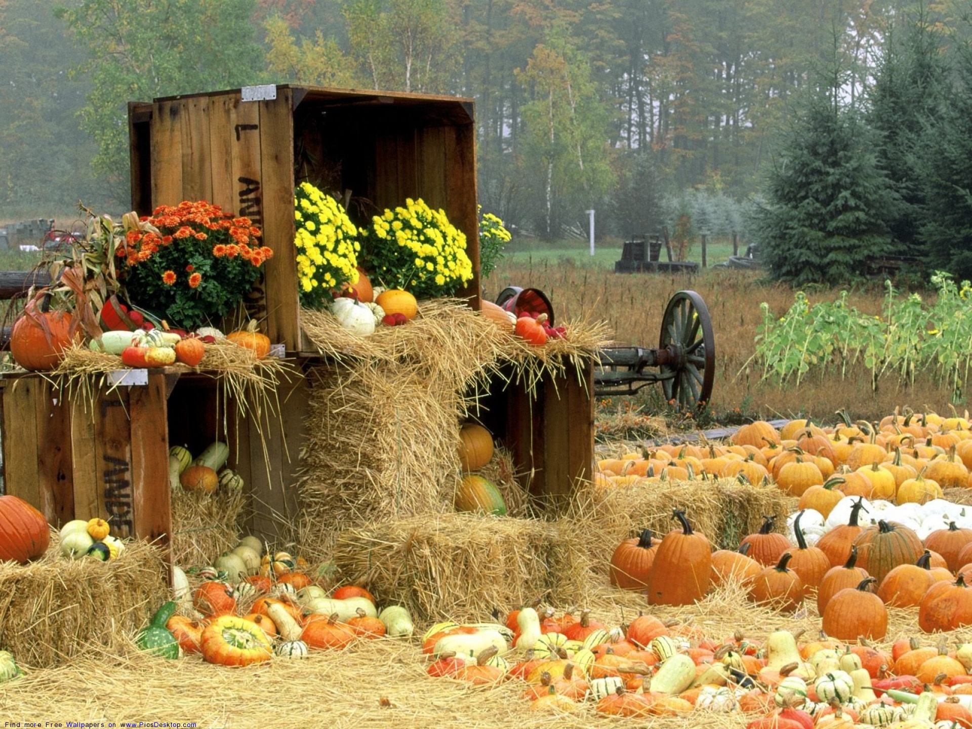Pumpkin patch display