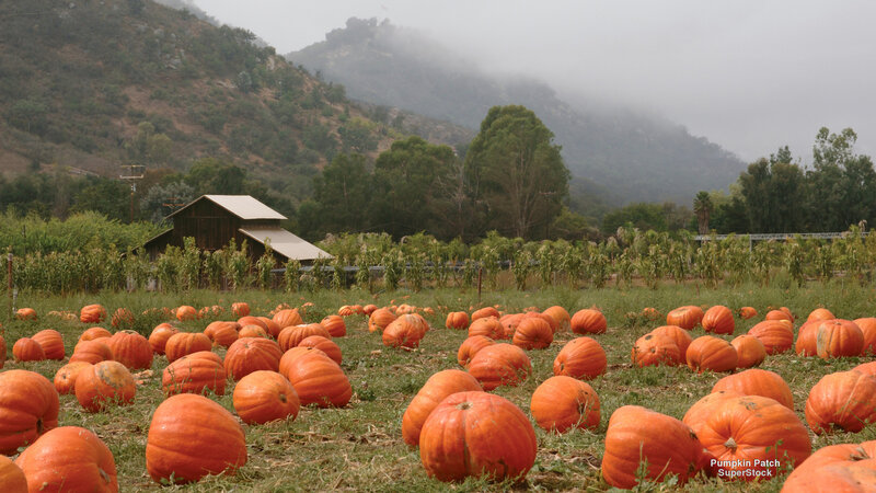 Pumpkin Patch Field — Orange, Misty