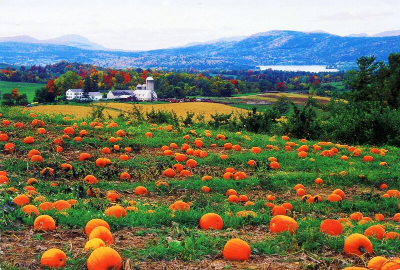 Pumpkin Patch Field — Orange, Serene