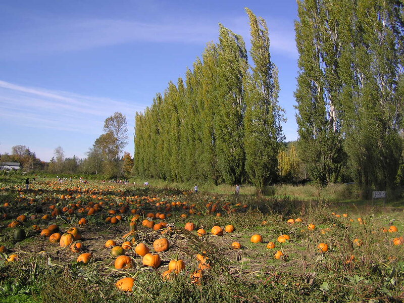 Pumpkin Patch Field — Orange
