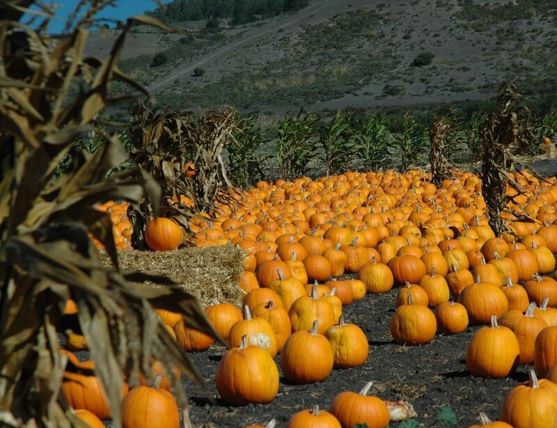 Pumpkin Patch Field