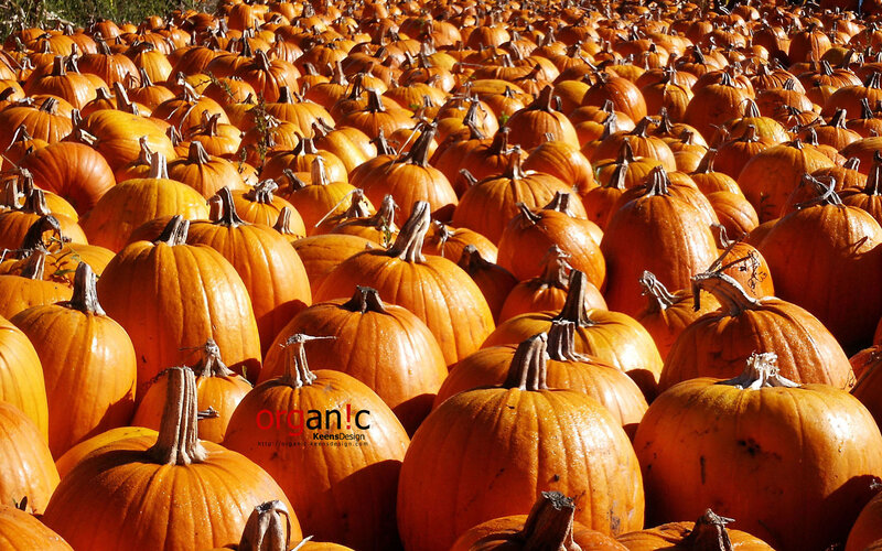 Pumpkin patch in autumn