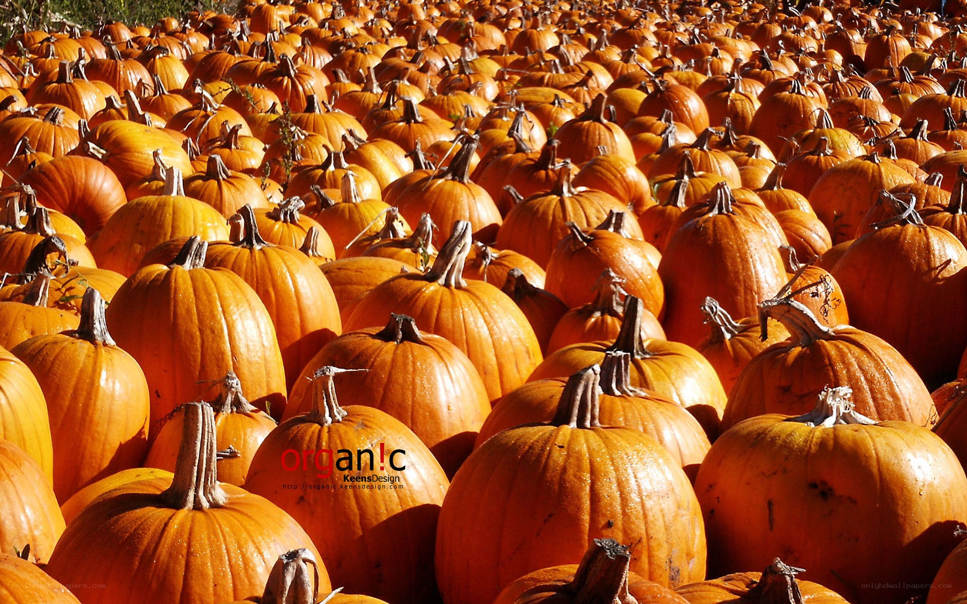 Pumpkin patch in autumn