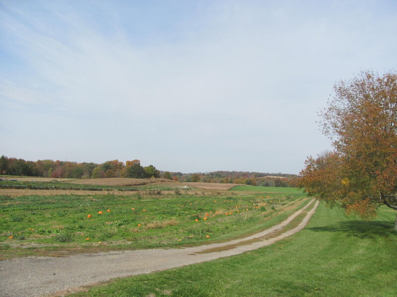 Pumpkin Patch in Field
