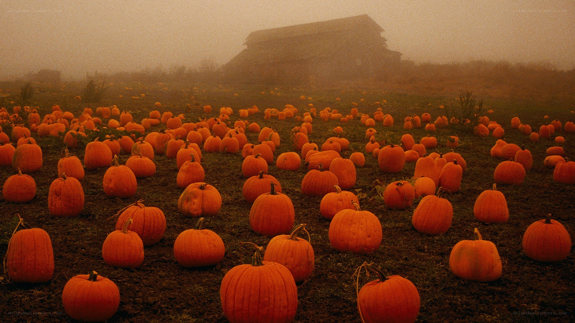 Pumpkin patch in fog