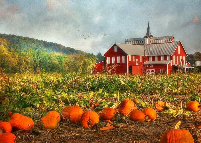 Pumpkin Patch with Barn — Orange, Serene