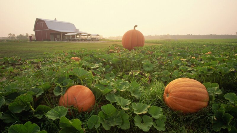 Pumpkin patch with barn