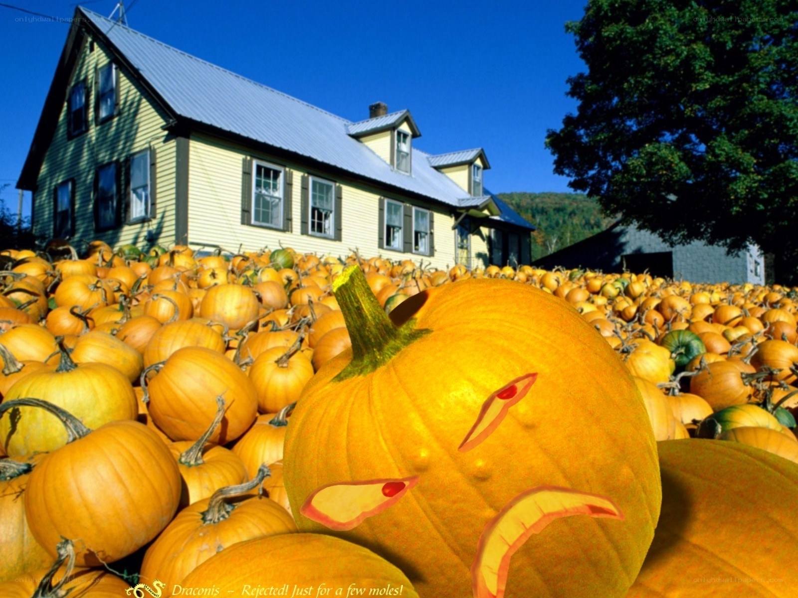 Pumpkin patch with carved pumpkin