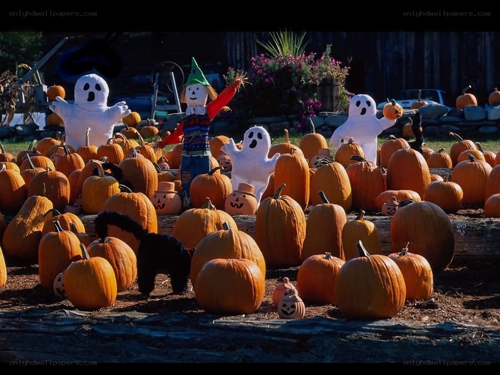 Pumpkin patch with Halloween decorations