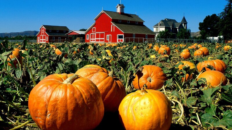 Pumpkin patch with red barn