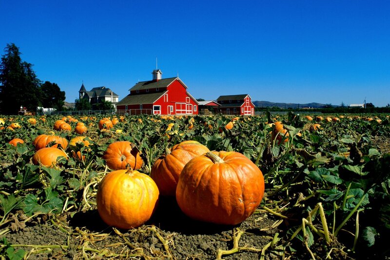 Pumpkin patch with red barn