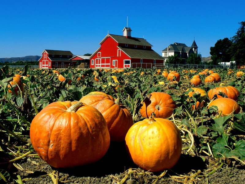 Pumpkin patch with red barn