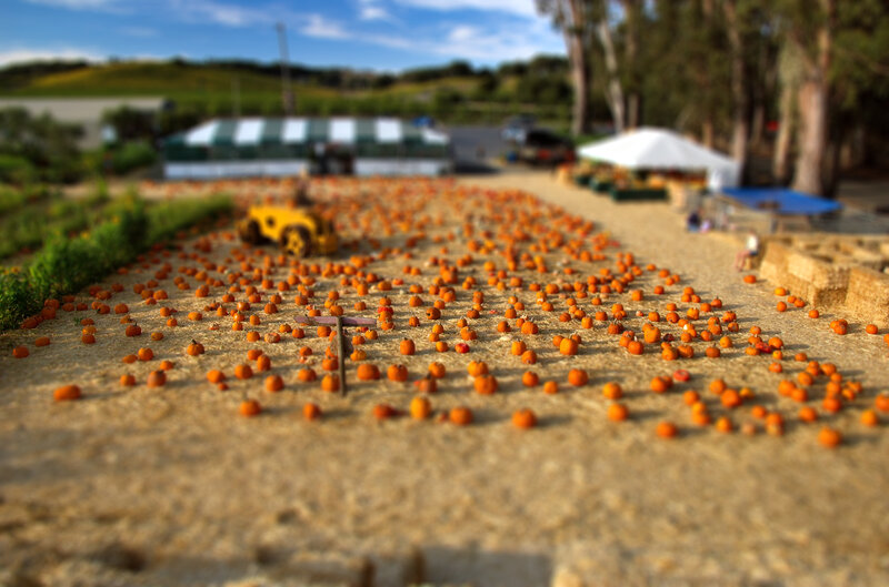 Pumpkin patch with tractor