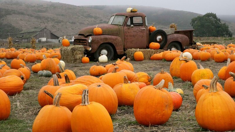 Pumpkin patch with vintage truck