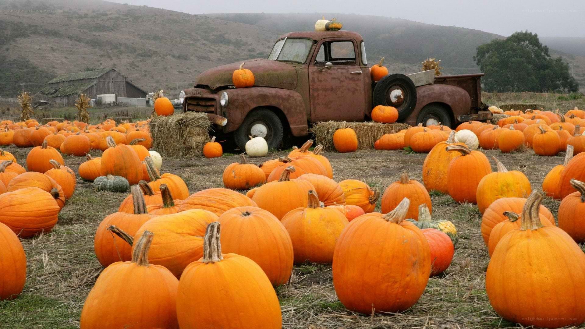 Pumpkin patch with vintage truck
