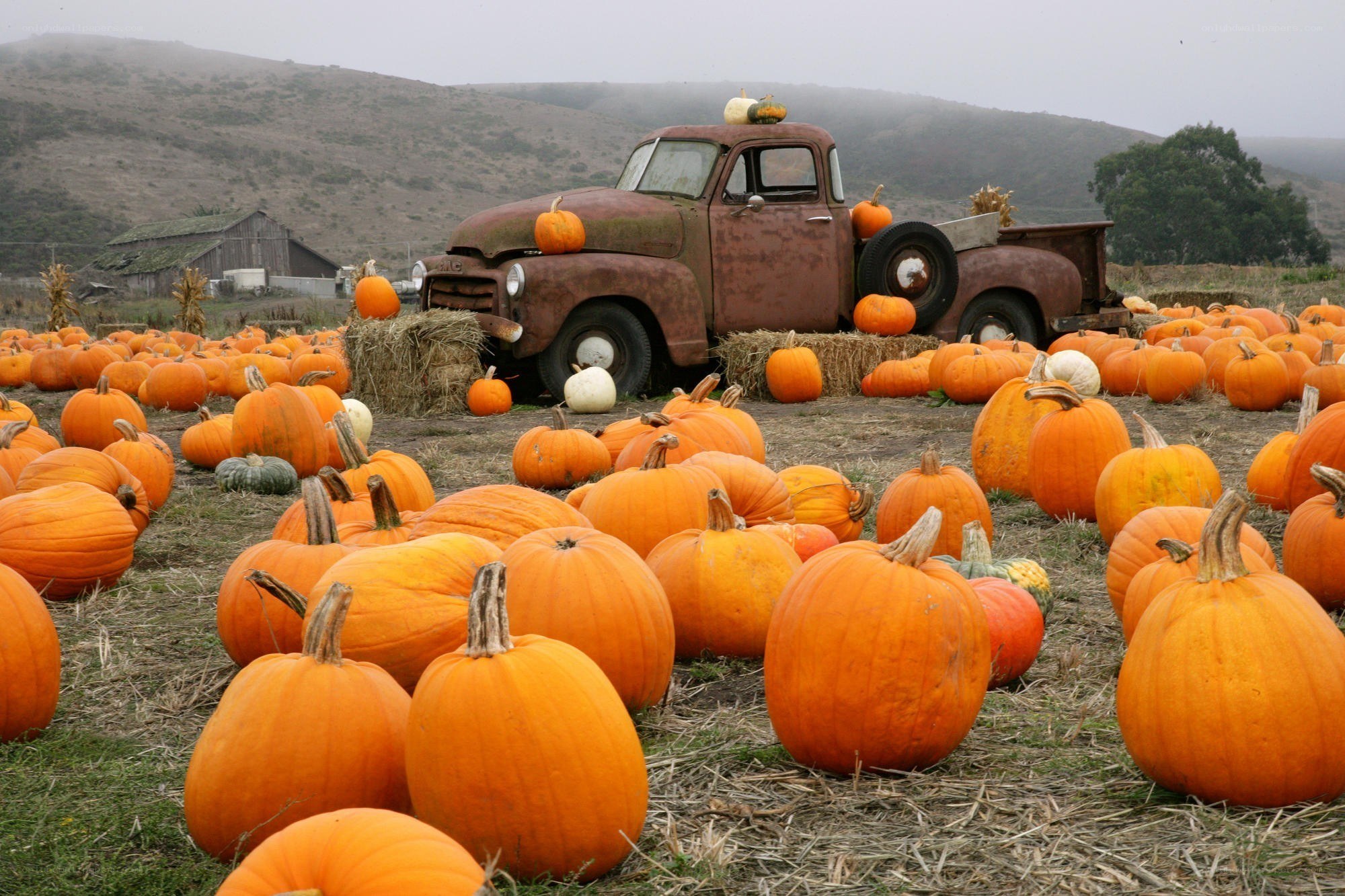 Pumpkin patch with vintage truck