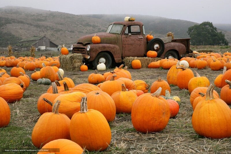 Pumpkin patch with vintage truck