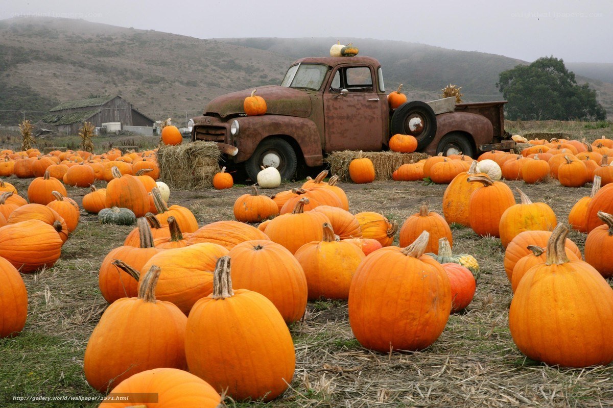 Pumpkin patch with vintage truck
