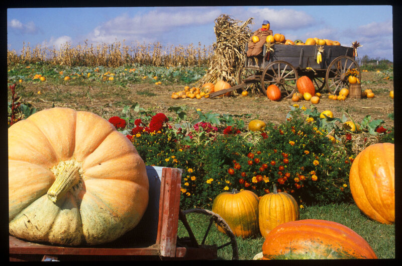 Pumpkin Patch with Wagon — Orange