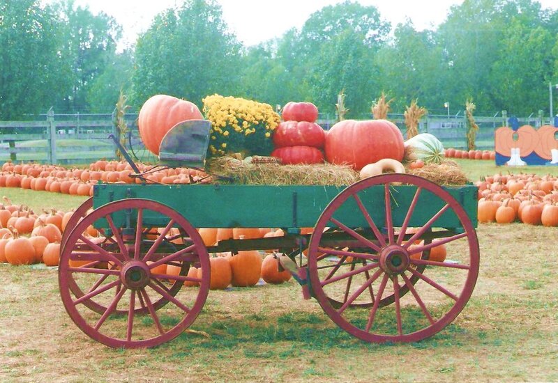Pumpkin patch with wagon