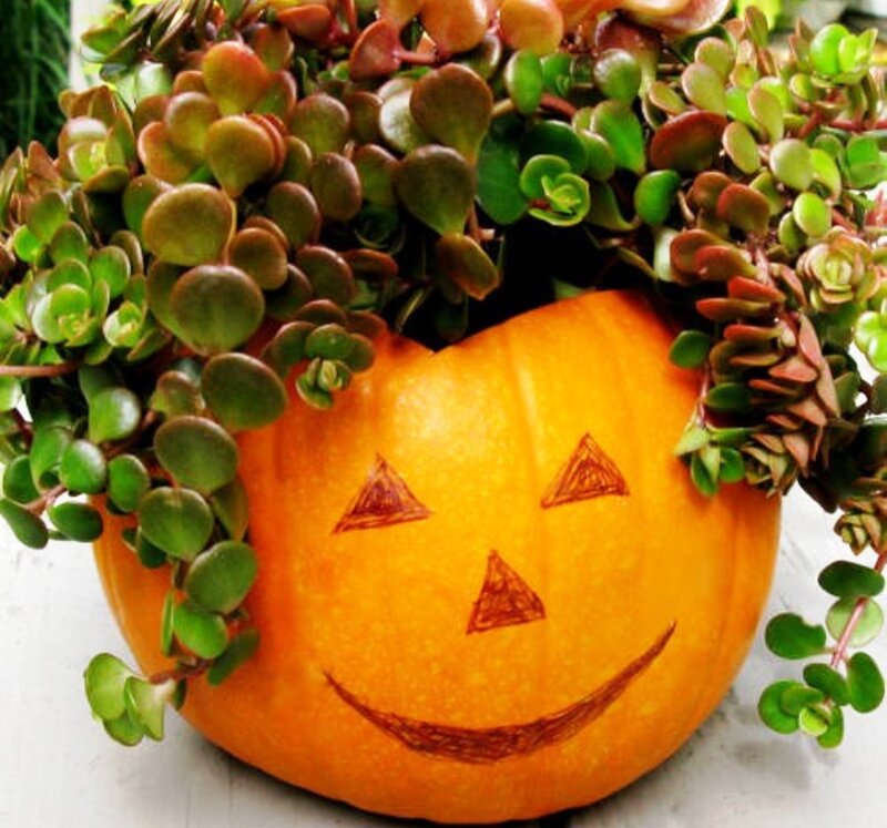 Pumpkin Planter with Succulents