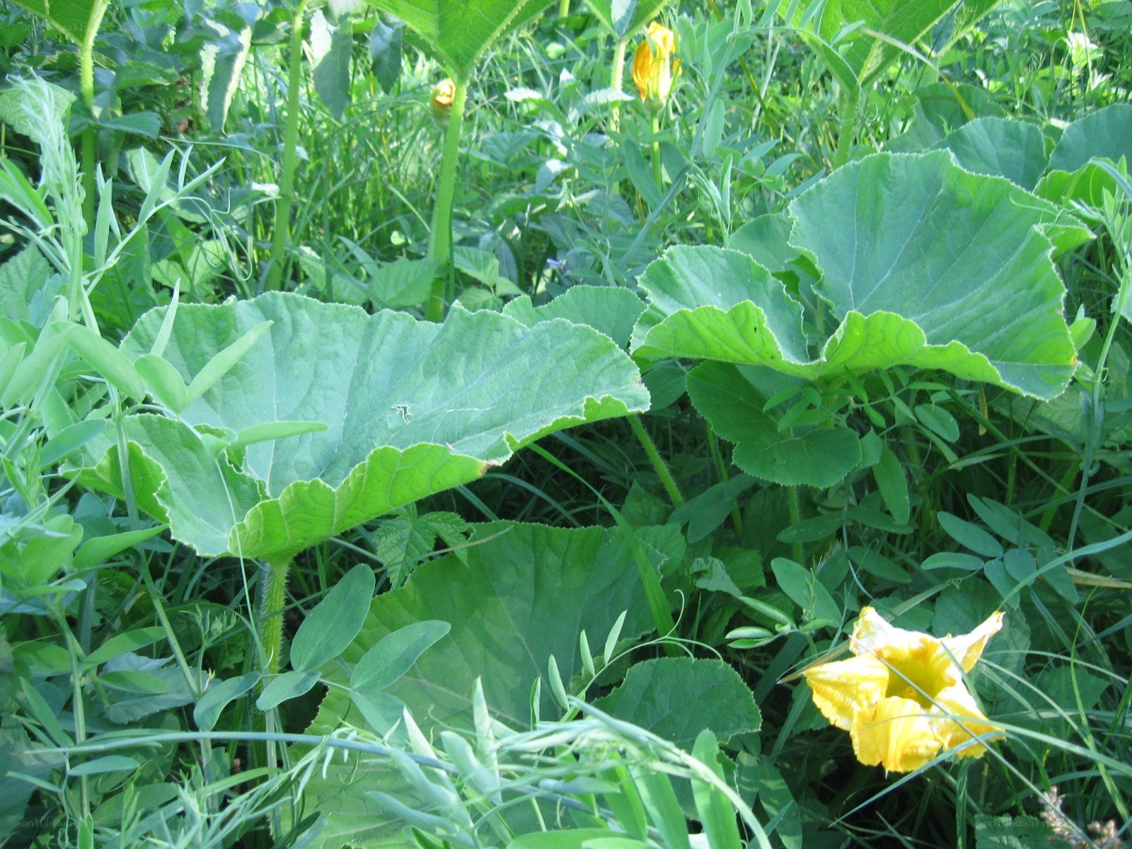 Pumpkin plants in a garden