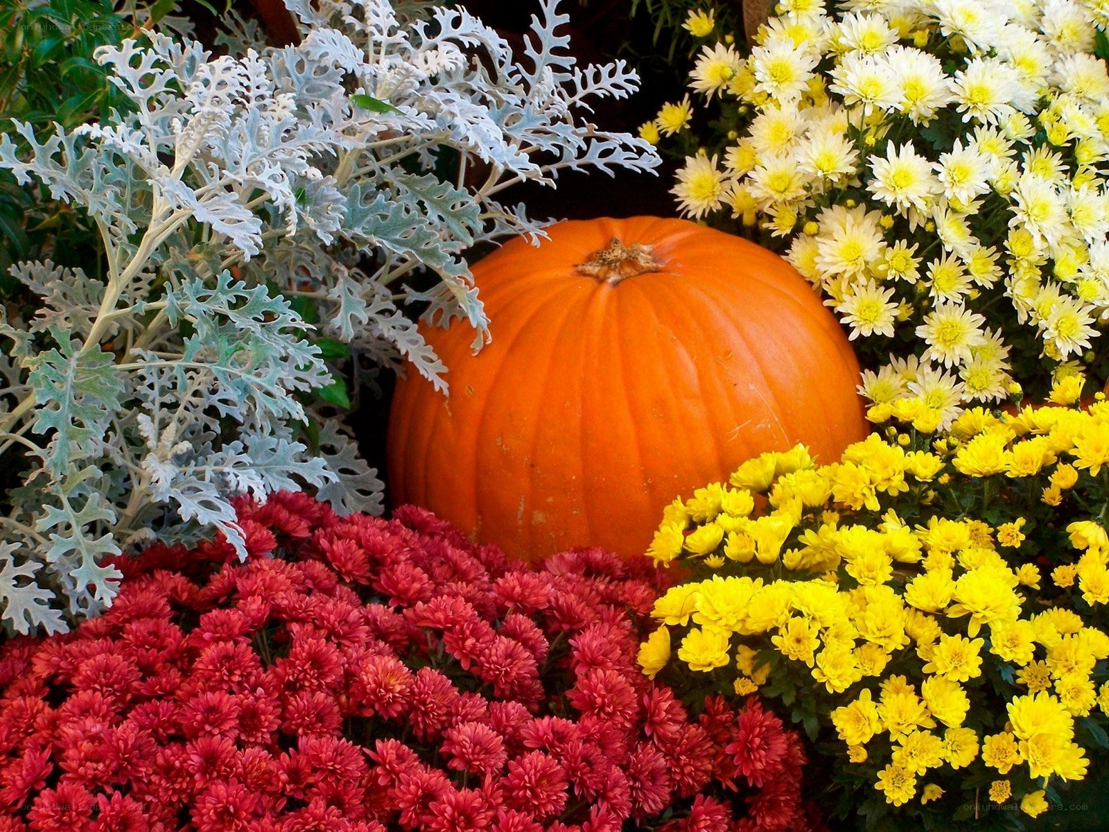 Pumpkin with autumn flowers