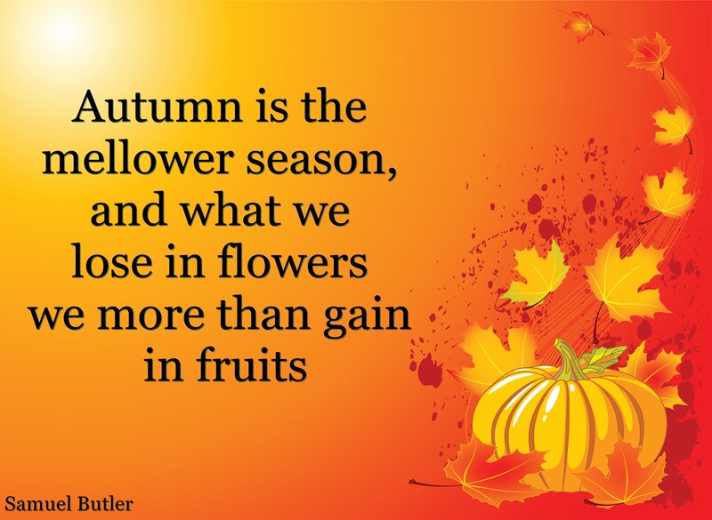 Pumpkin with Autumn Leaves — Orange, Calm