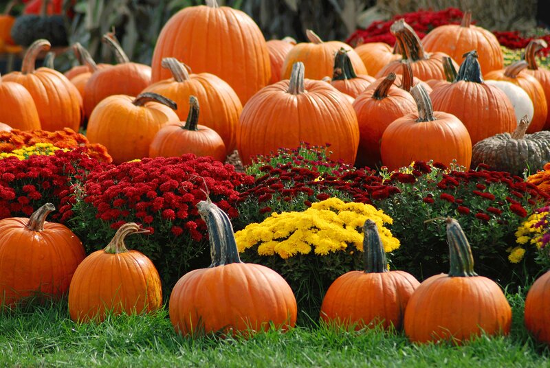 Pumpkins and Chrysanthemums — Orange, Festive, Autumn