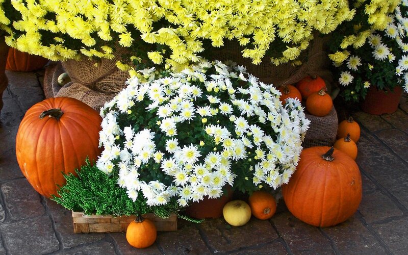 Pumpkins and Chrysanthemums — Orange, Festive