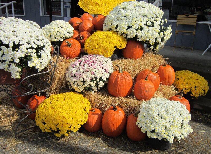 Pumpkins and Chrysanthemums — Orange