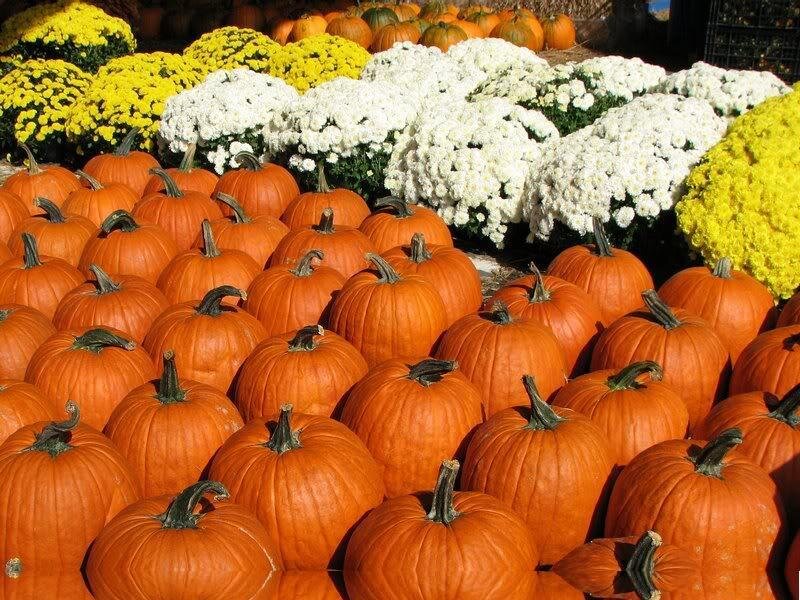 Pumpkins and Chrysanthemums