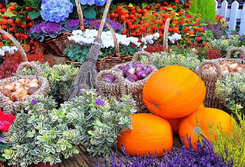 Pumpkins and Flowers at Market